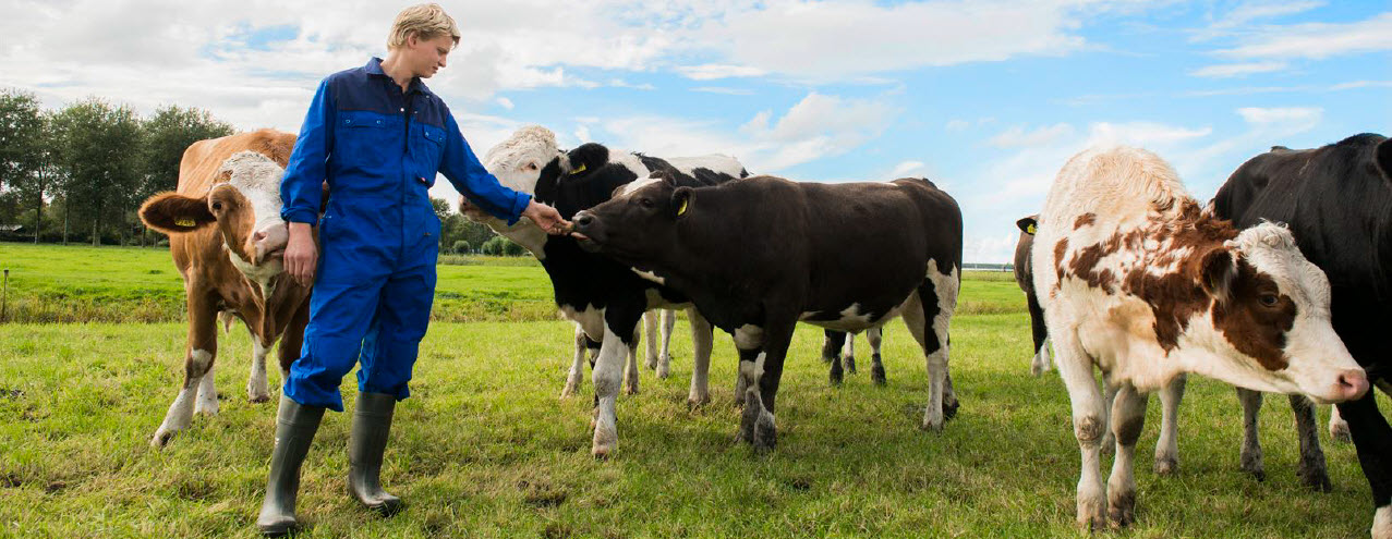 pasture with cows and a farmer