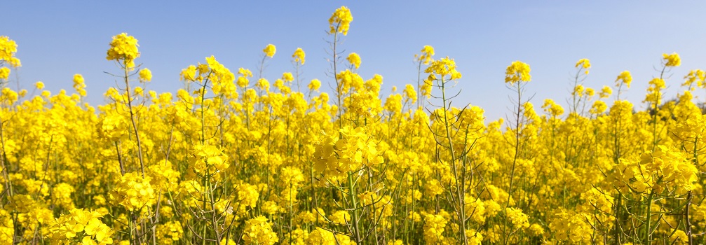 canola field