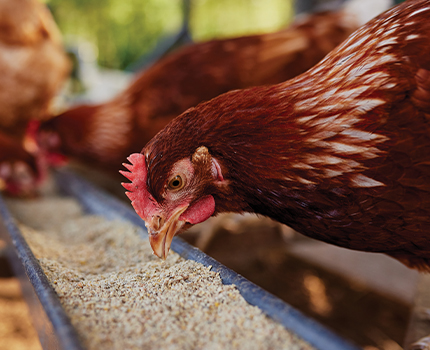 Chicken Feed