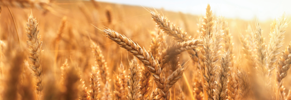 Wheat