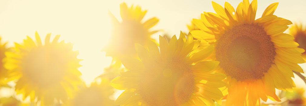 Sunflowers 3 - Banner 1