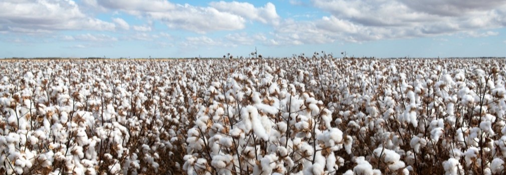cotton crop