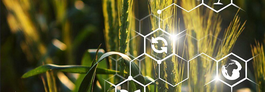 innovation icons overlay on close up of wheat plant