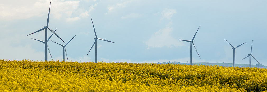 wiatraki na polu rzepaku