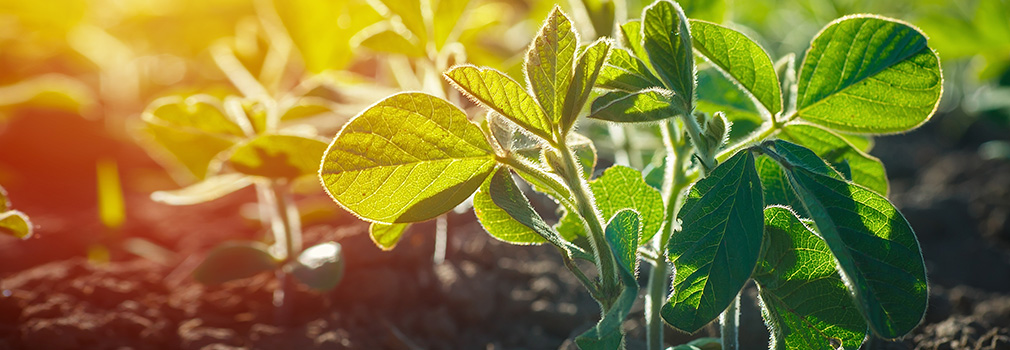 soybeans sprouting