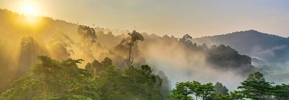sunrise over tropical rainforest