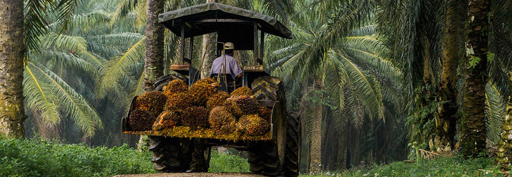 tractor hauling harvest palm through forest