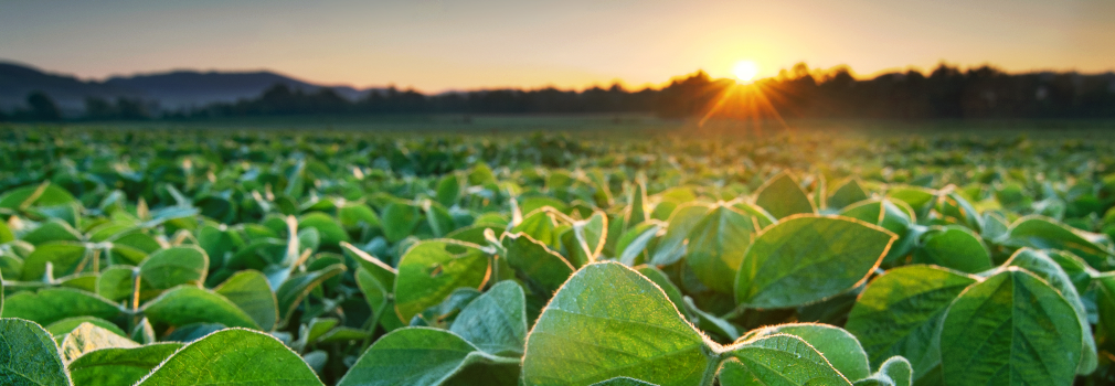 sunlight peaks over horizon onto closeup on soybean crops