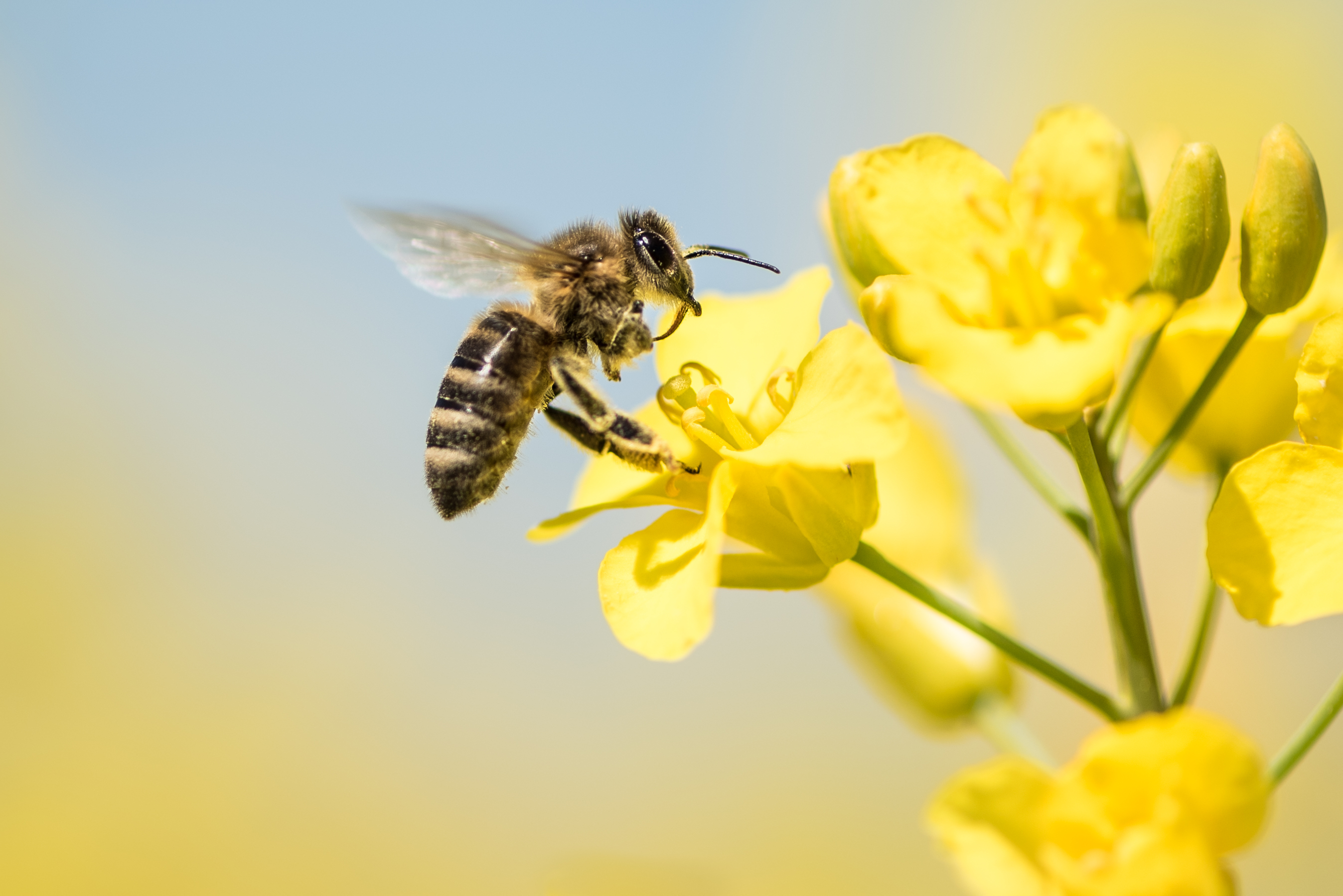 bee on canola plant
