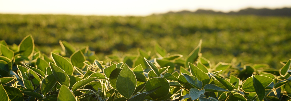 soybean-field-banner-2025