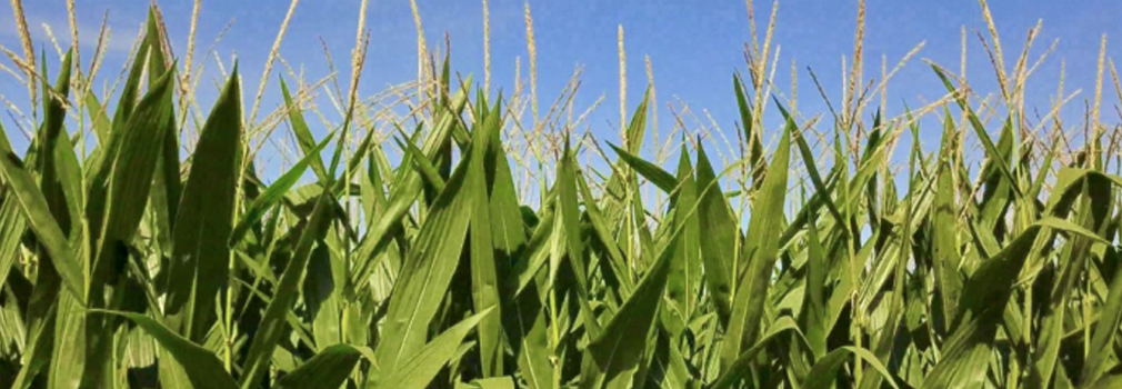 Maiz ferti