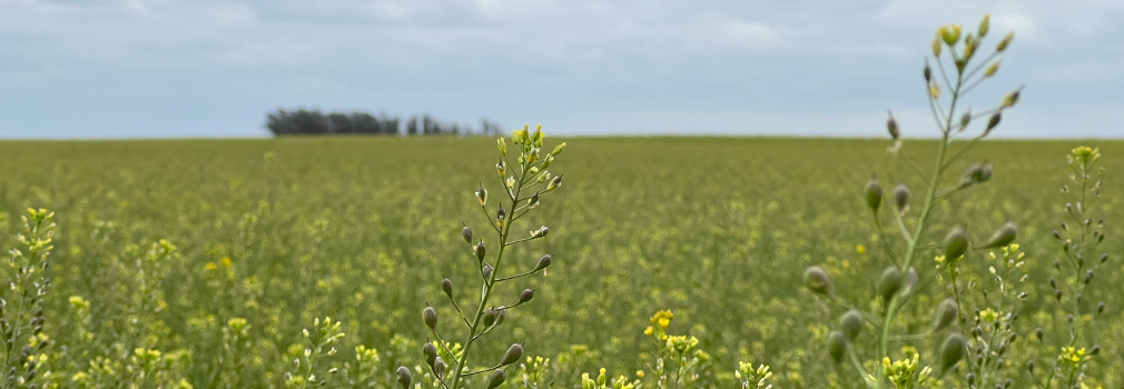 Camelina horizontal