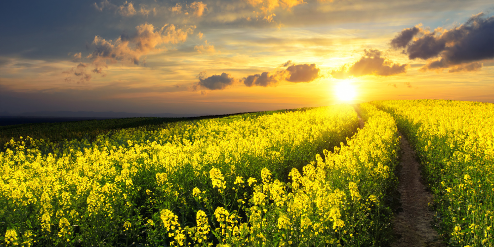 pole rzepaku
