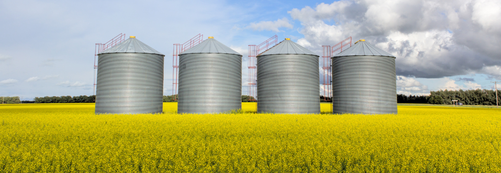 silosy w polu rzepaku