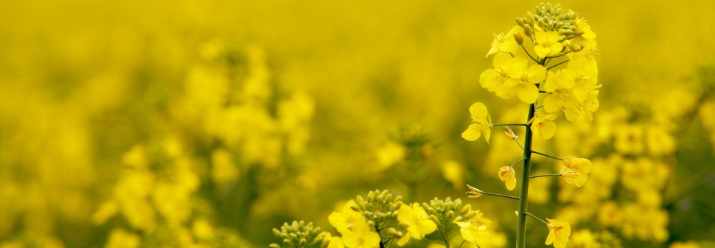 Rapeseed field