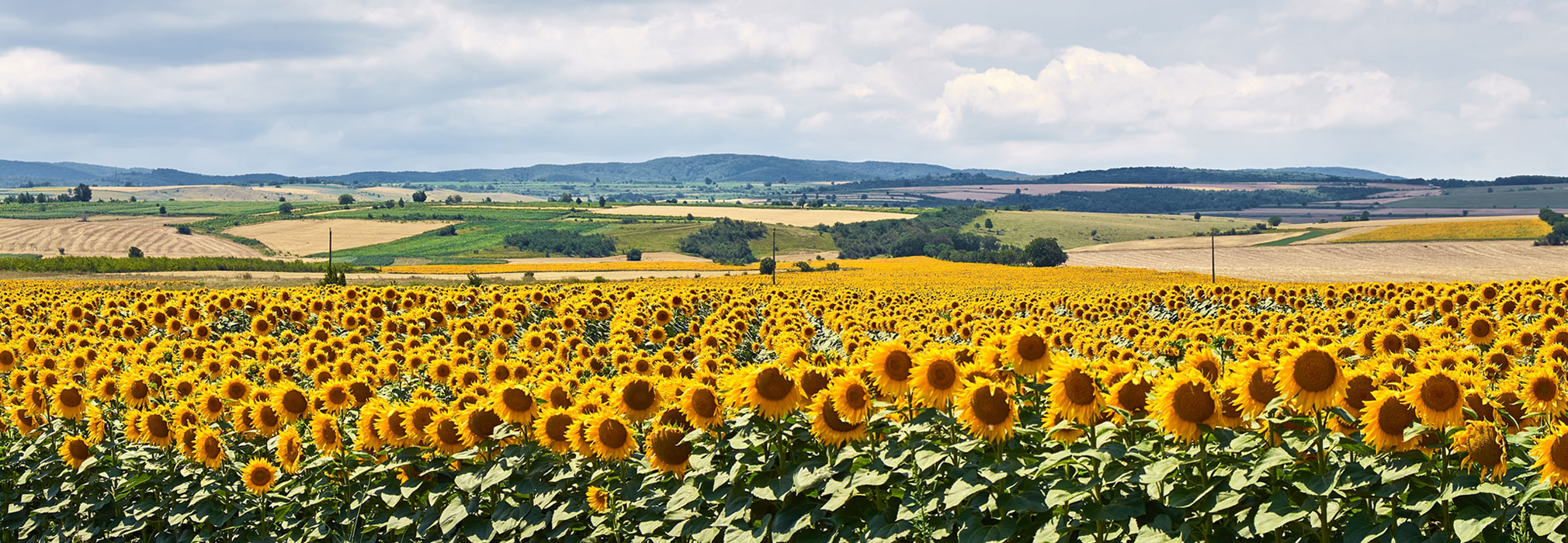 Field of Sunflowers with Farmland in the Distance
