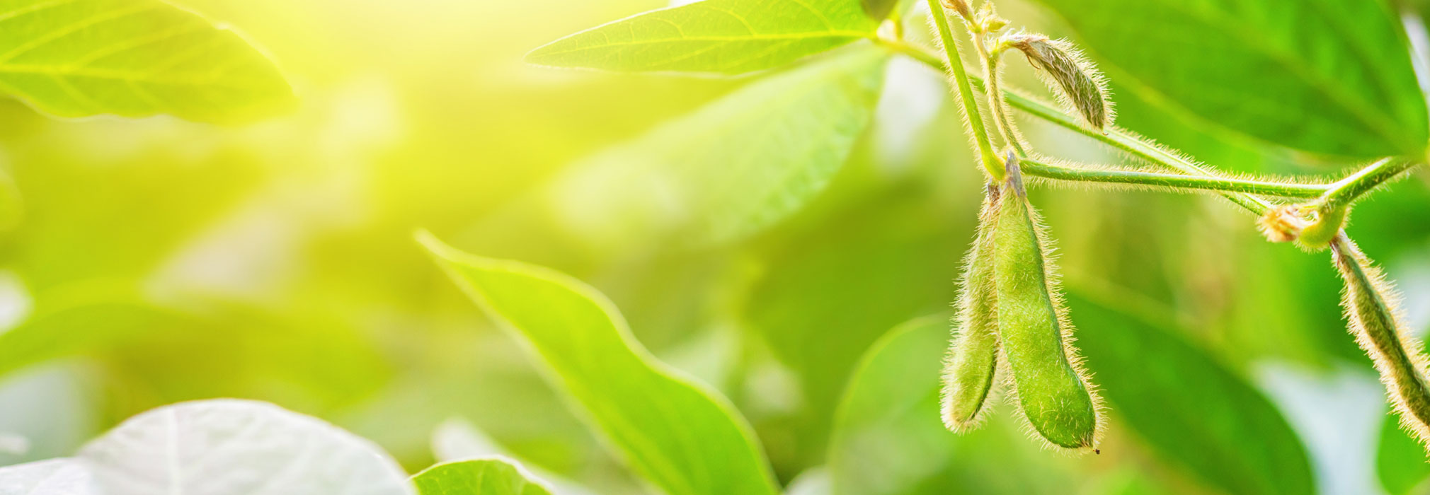 Sun-kissed Soybean Pod