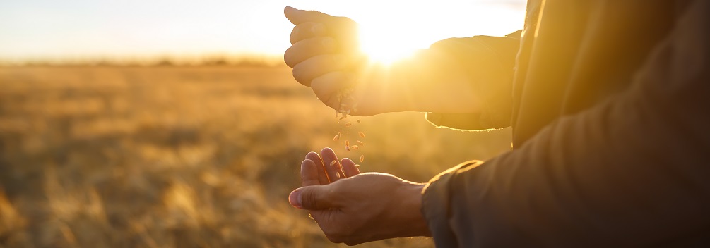 farmer grain banner 1