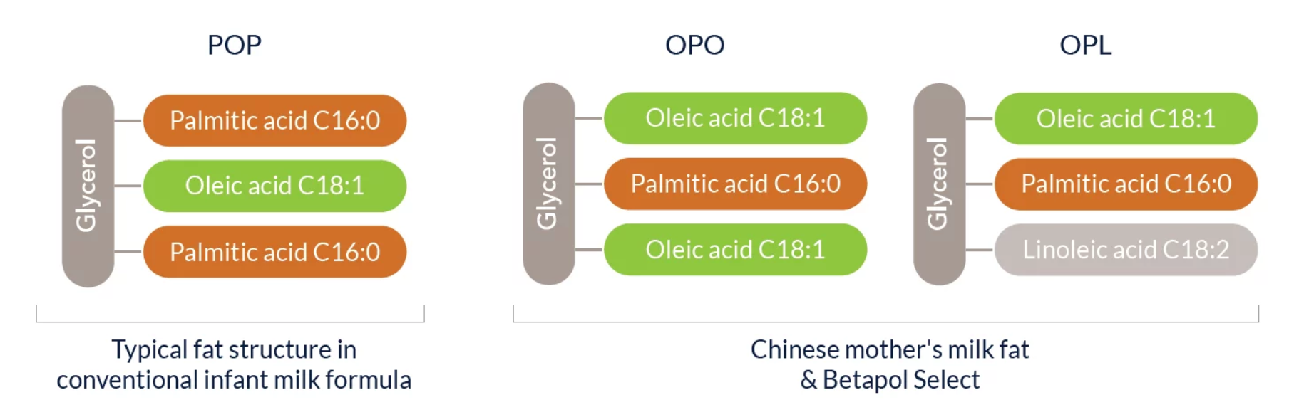 BetapolSelectFatStructure
