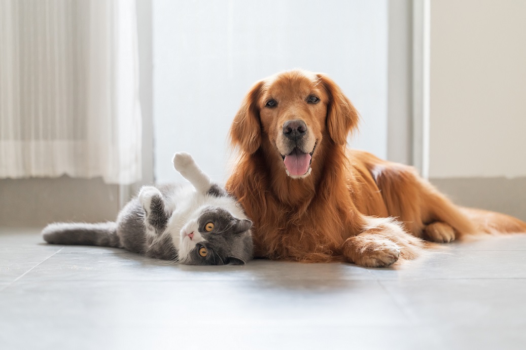 Cat and dog lying on floor