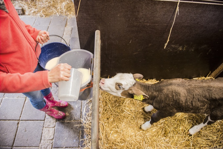 feeding calf