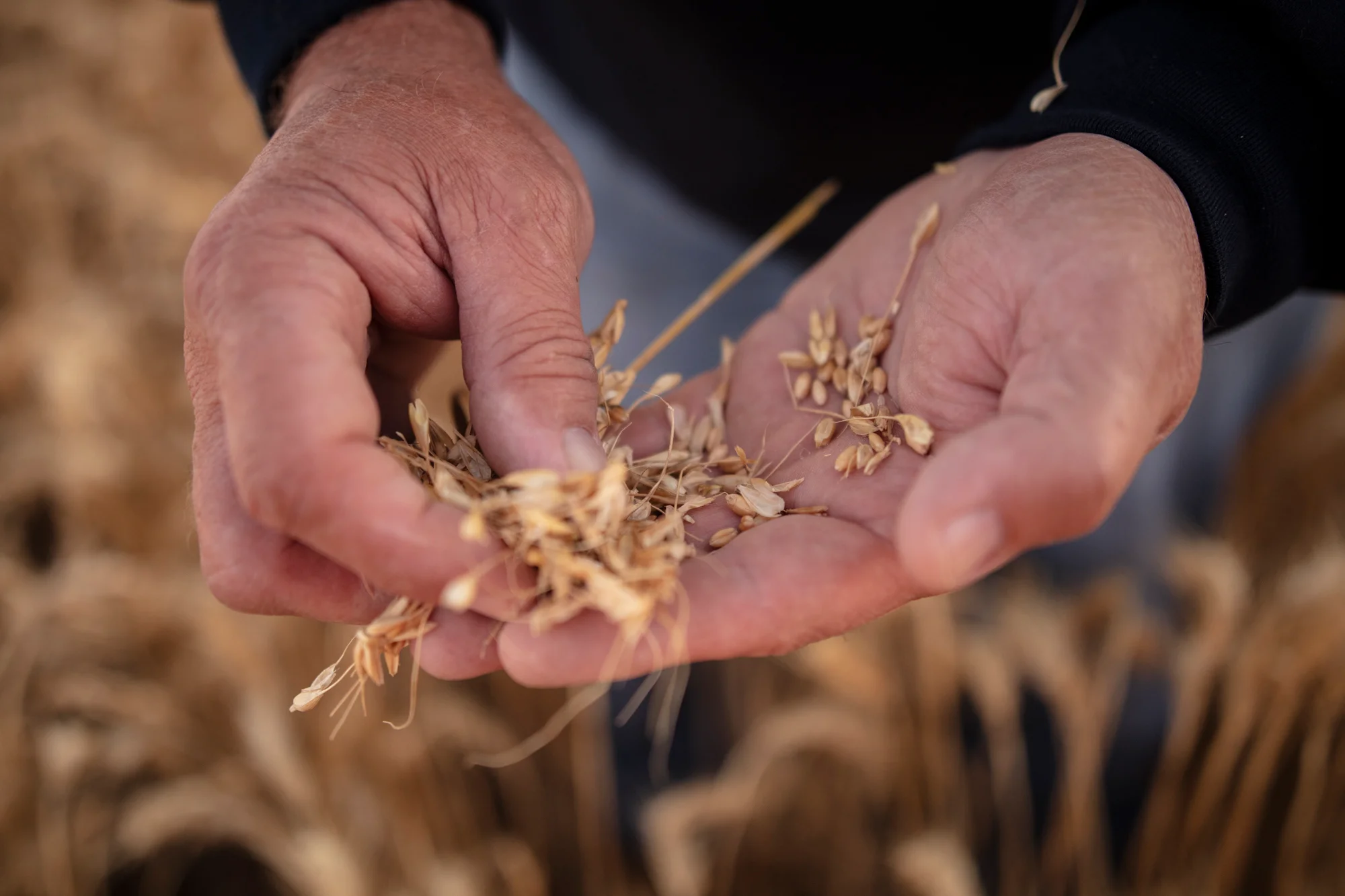 Hands selecting wheat grains