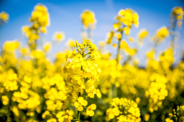 canola