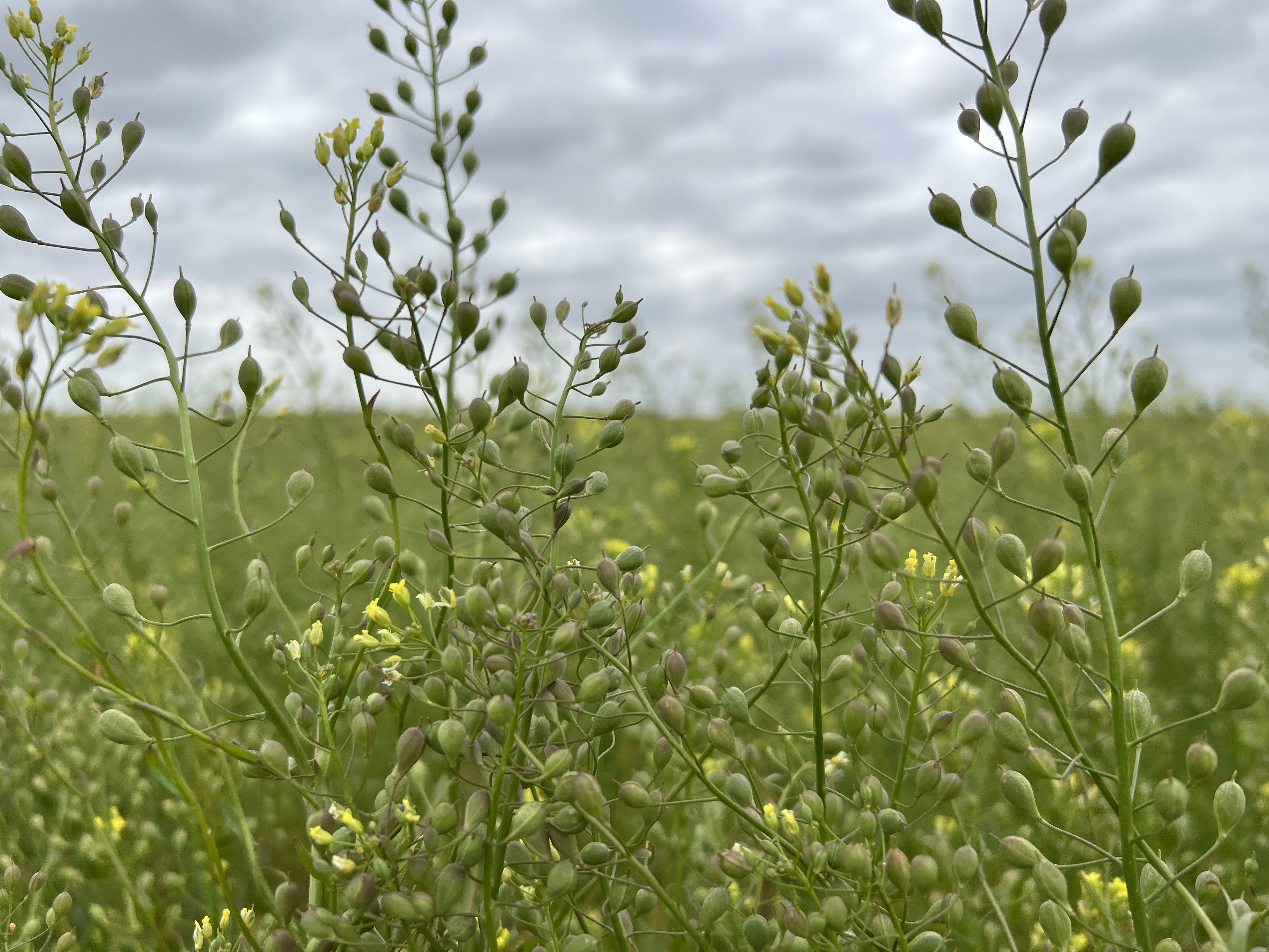 Camelina