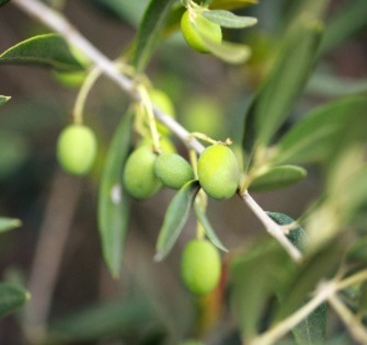 olives on a branch