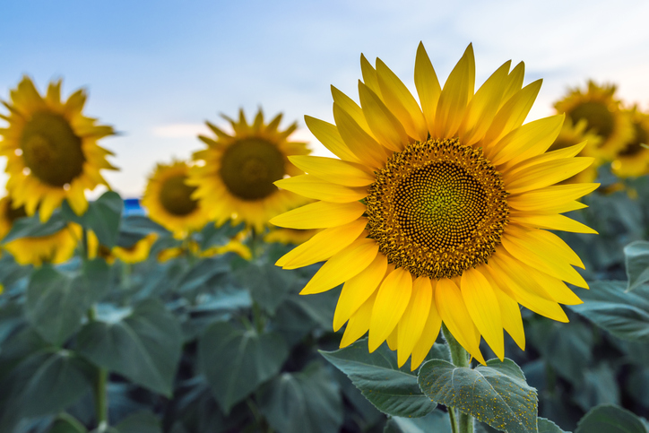 Close up of blooming sunflowers