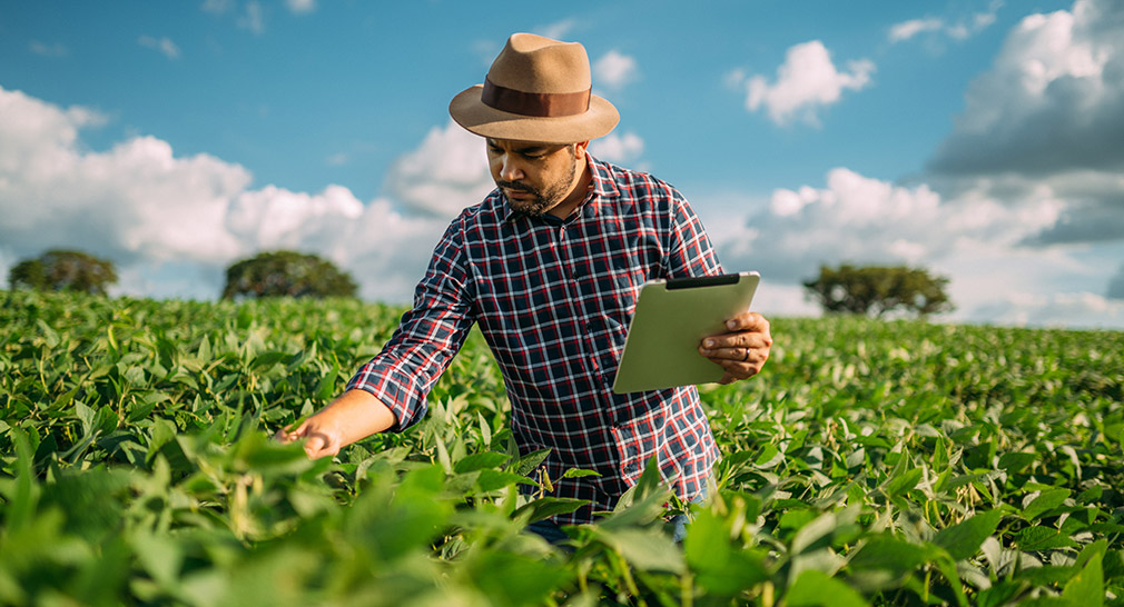 Man looks at tablet while standing in field of crops