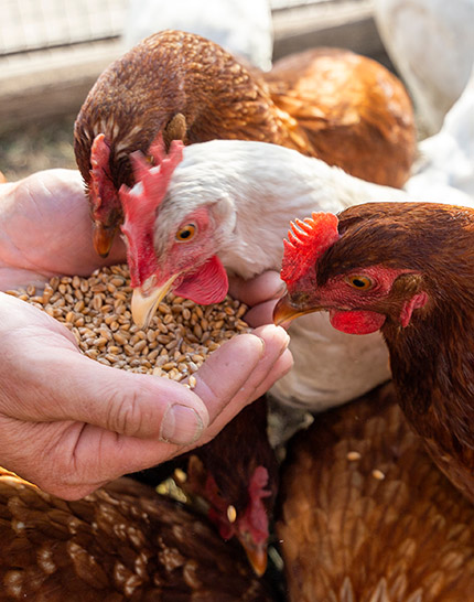 Chicken eating from human hand