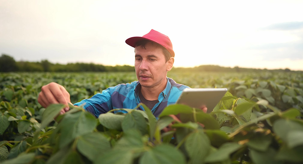 Farmer with tablet in hand checking field of soybean crops