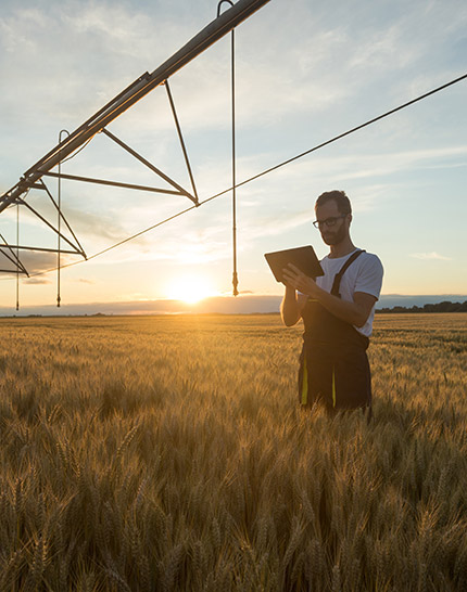 Farmer in hard hat holding tablet walks through field of crops