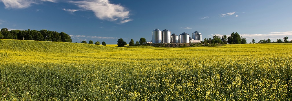 Field with rapeseed crop and factory in background
