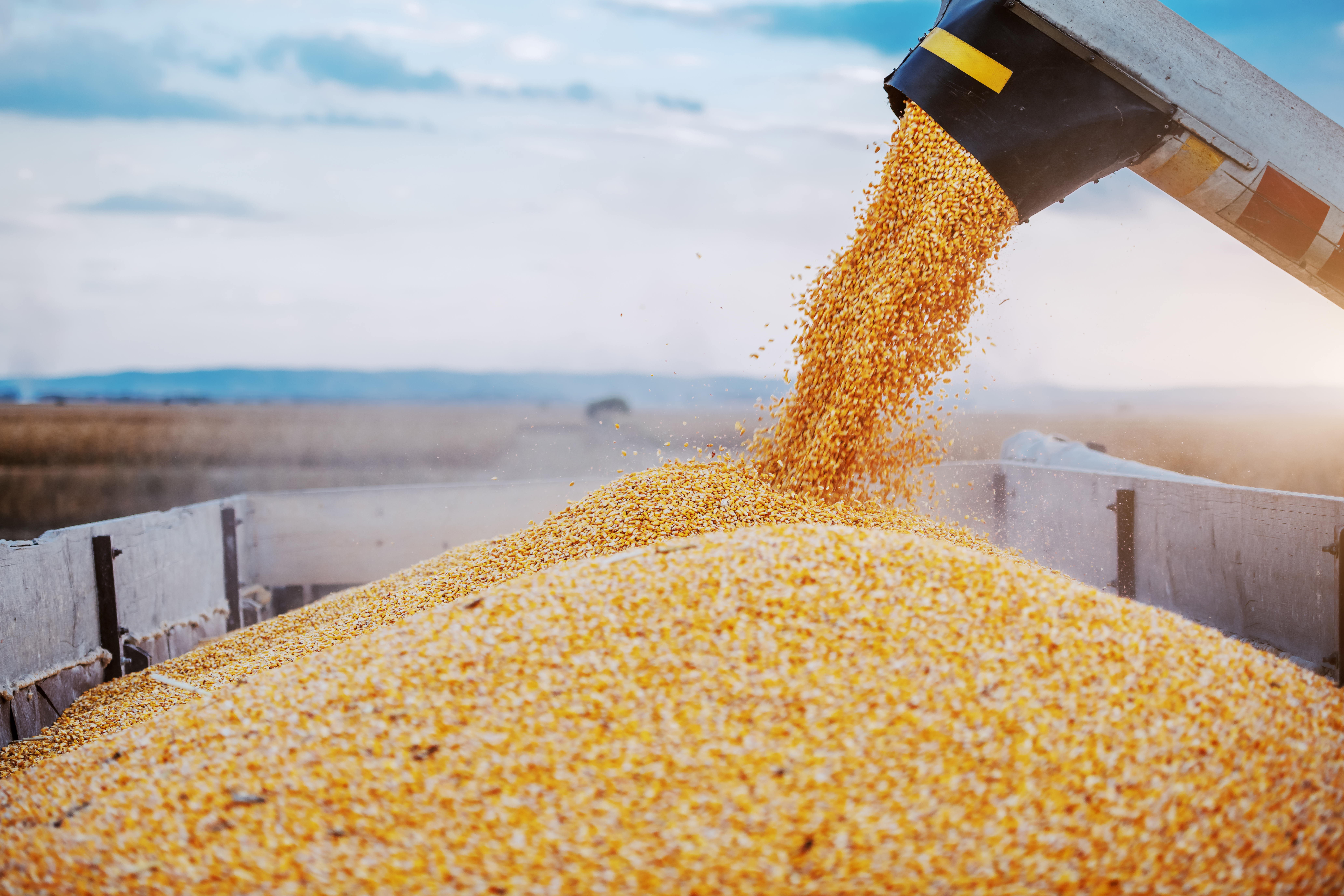 auger grain