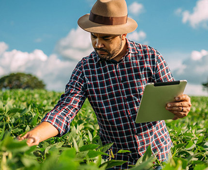 farmer checking crops