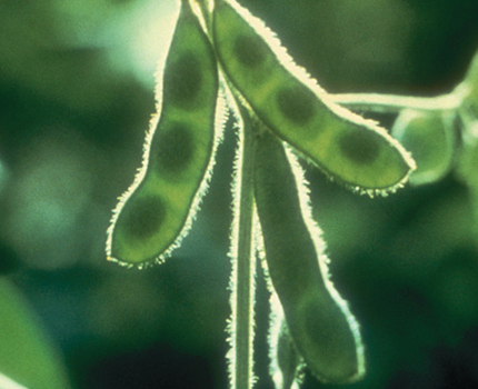 soybean pods