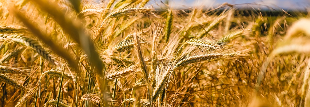 Wheat crops