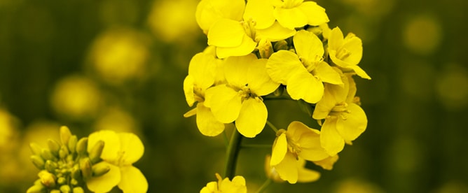 canola
