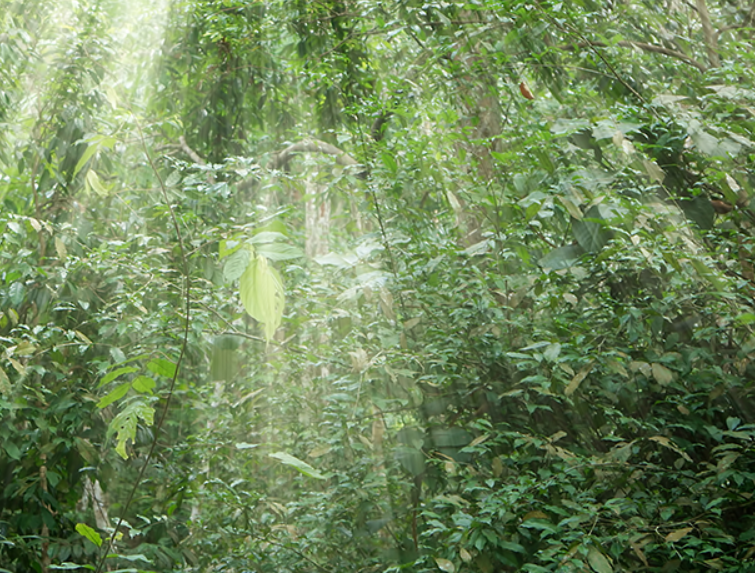 sunlight shining on dense forestry