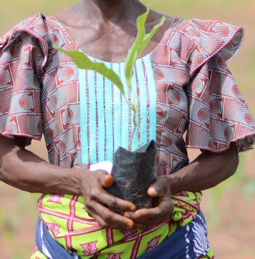 planting a shea seedling