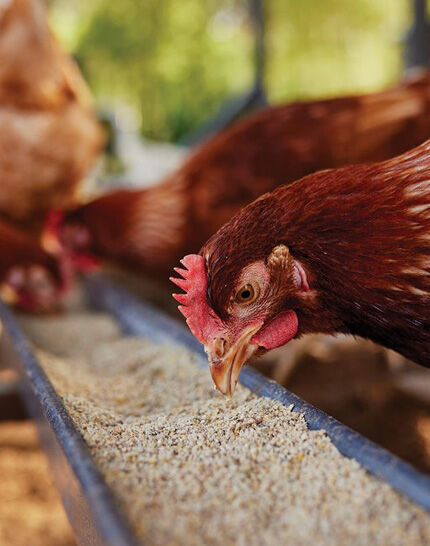 chicken feeding