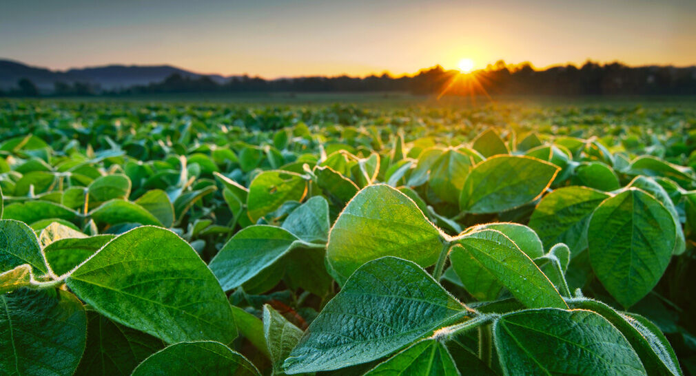 soy field with sun set