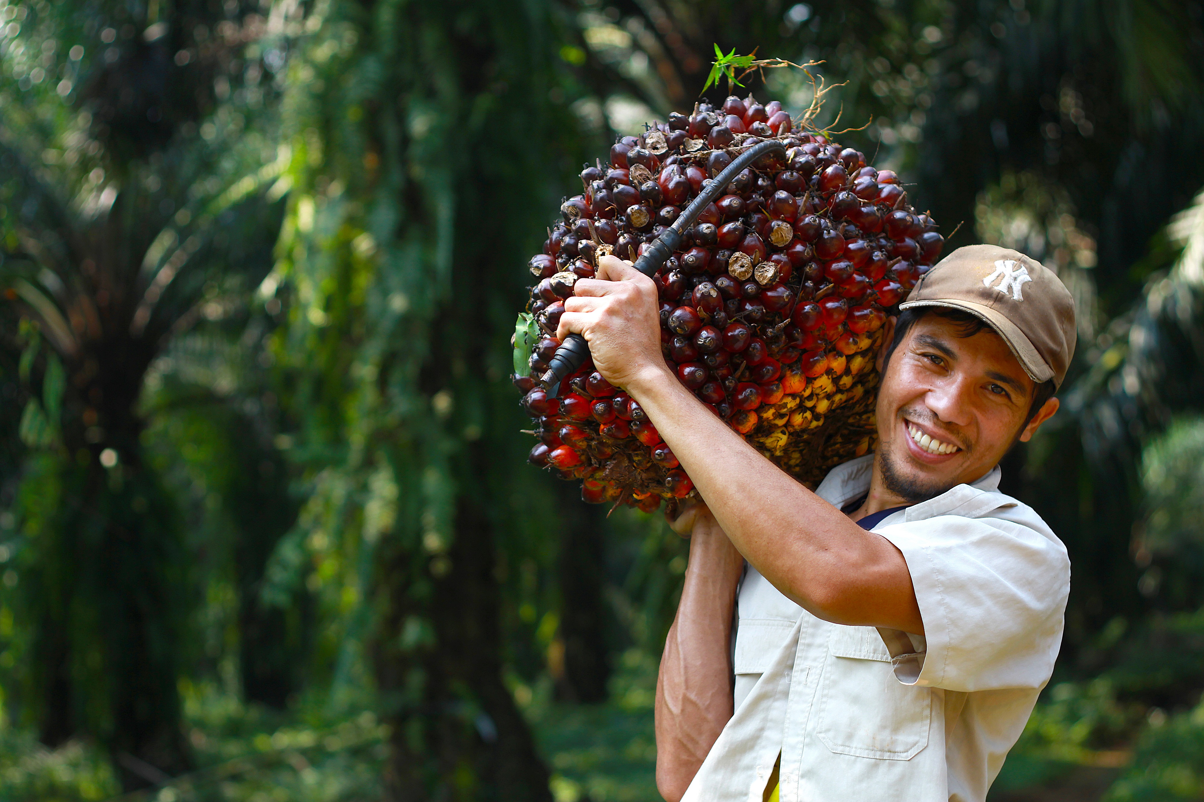 Smiling man holding harvested palm