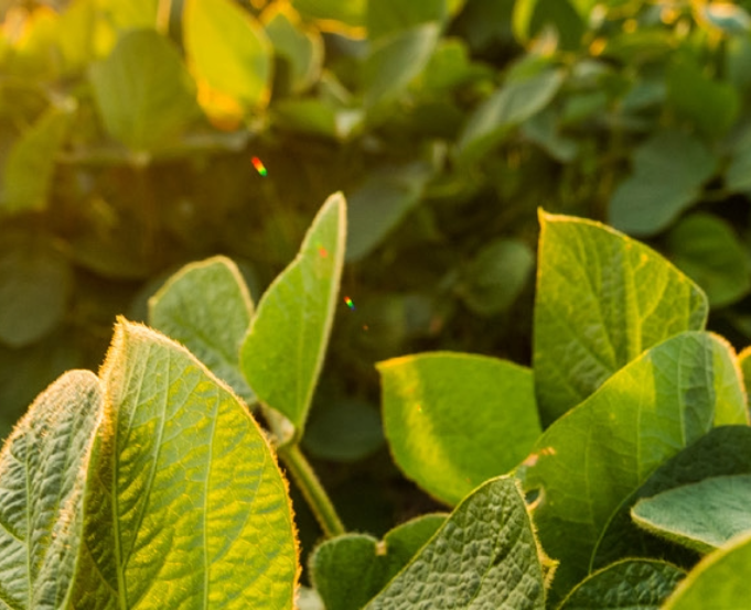 Close-up view of soybean crop leaves