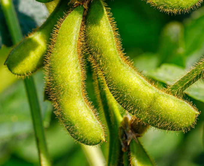 Close-up of soybean pods hanging from soybean plant