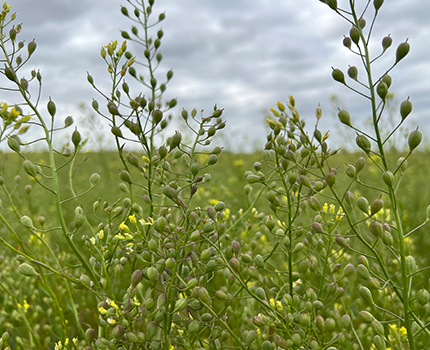 Camelina