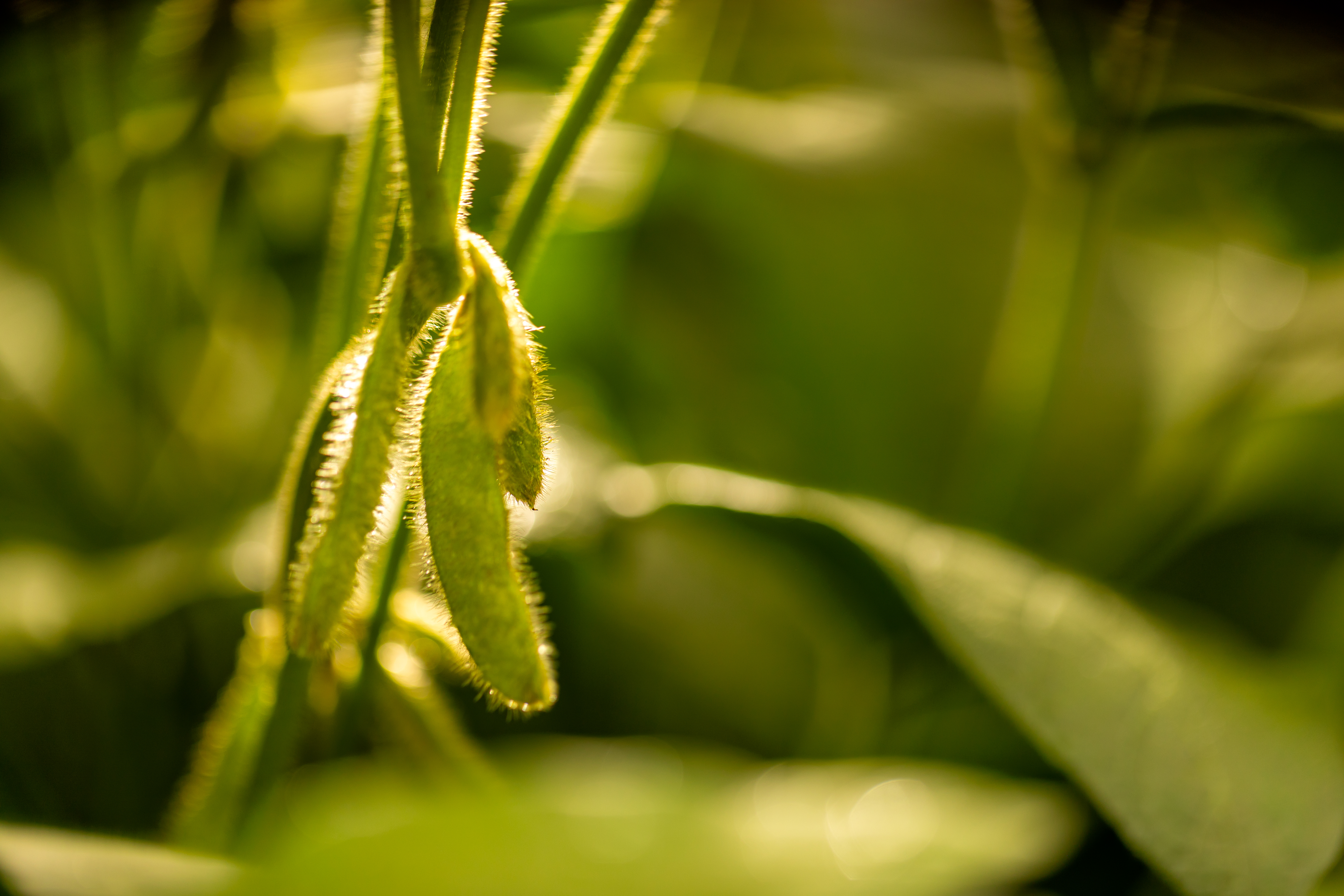 soybean in Brazil