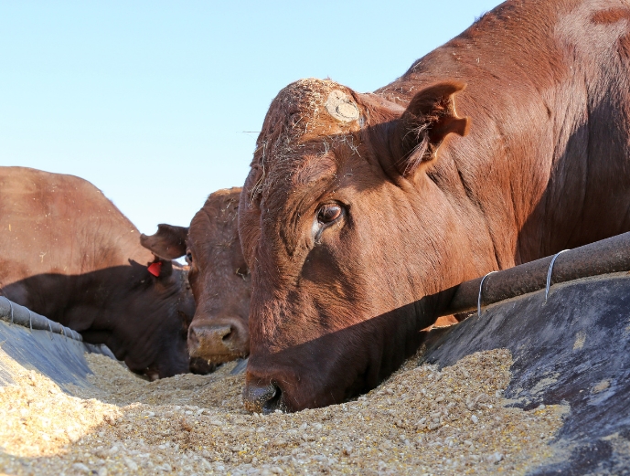 byki jedzące paszę